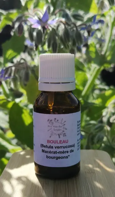 Bouleau verruqueux (Betula pendula)