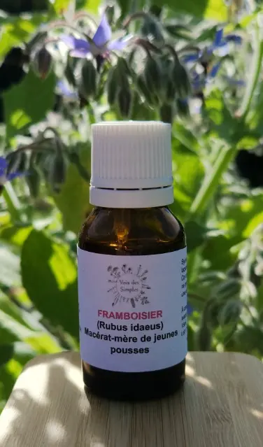 Framboisier (Rubus idaeus)