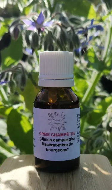 Orme Champêtre (Ulmusminor)