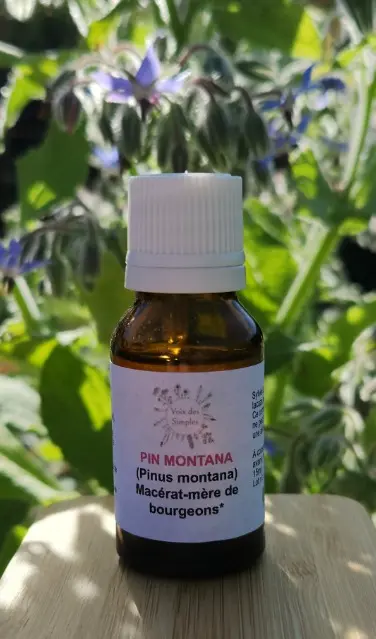 Pin Montana (Pinus sylvestris)