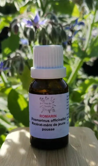 Romarin (Rosmarinus officinalis)
