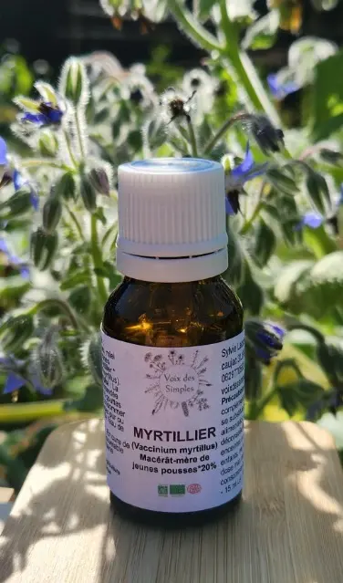 Myrtillier ( Vaccinum Myrtillus )