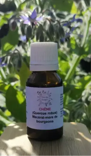 Chêne (Quercus robur)
