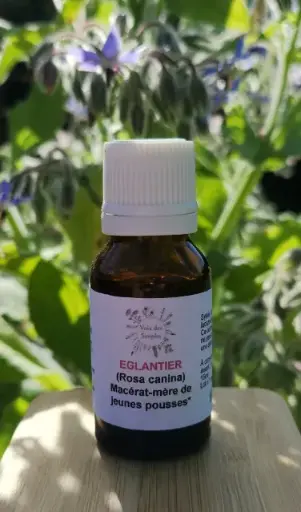 Églantier (Rosa canina)