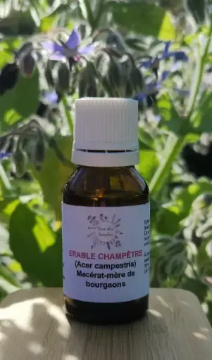 Érable (Acer)