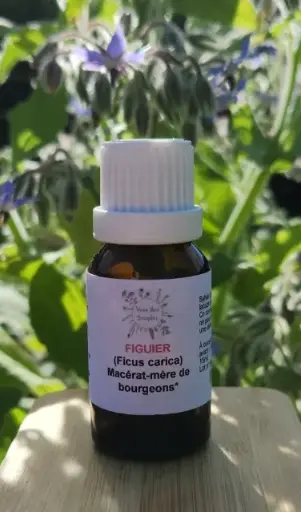 Figuier (Ficus carica)