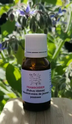 Framboisier (Rubus idaeus)