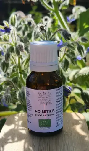Noisetier (Corylusavellana)