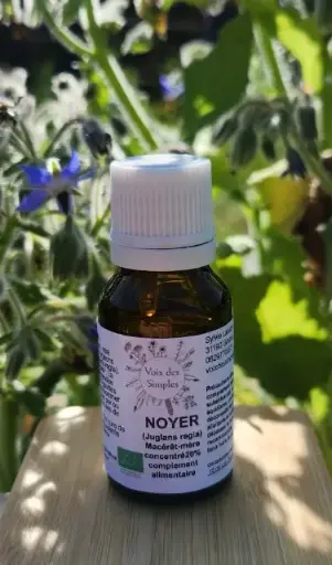 Noyer (Juglans regia)