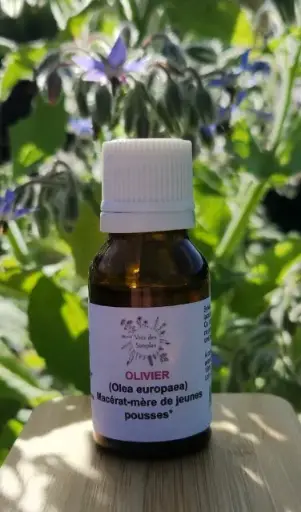 Olivier (Olea europaea)