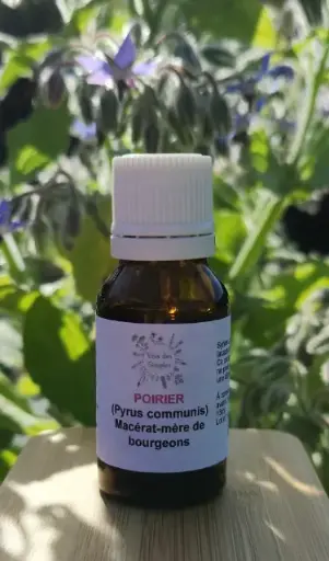 Poirier (Pyrus communis)