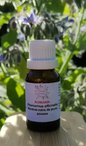 Romarin (Rosmarinus officinalis)
