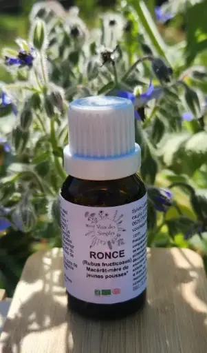Ronce (Rubus fruticosus)