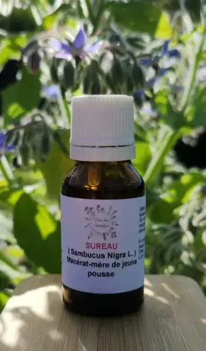 Sureau noir (Sambucus nigra)