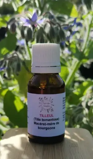 Tilleul (Tilia platyphyllos)