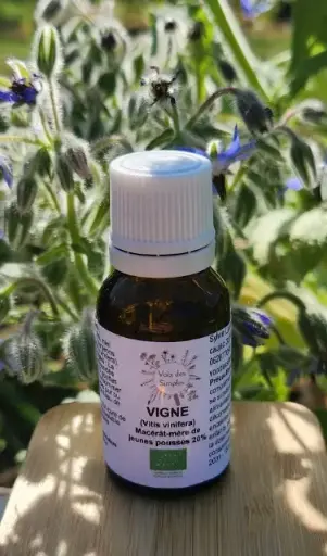 Vigne (Vitis vinifera)