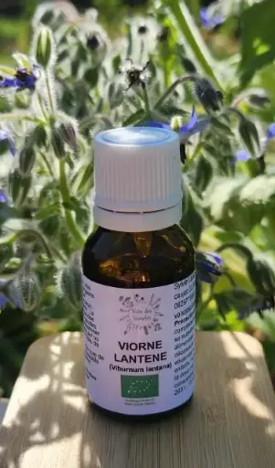 Viorne lantane(Viburnum lantana)