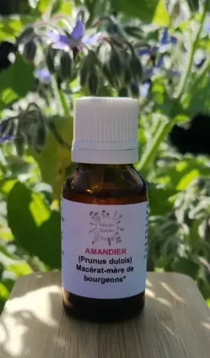 Amandier (Prunus amygdalus)