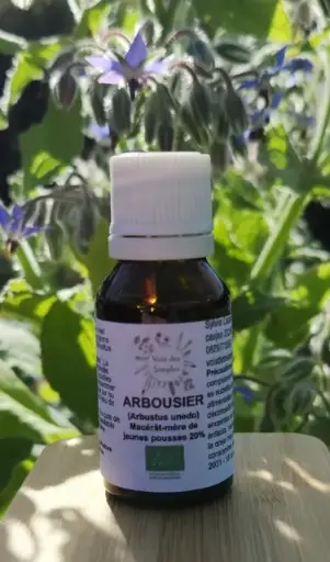 Arbousier (Arbutus unedo)