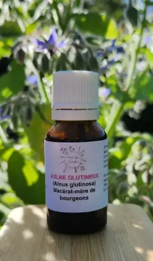 Aulne glutineux (Alnus glutinosa)