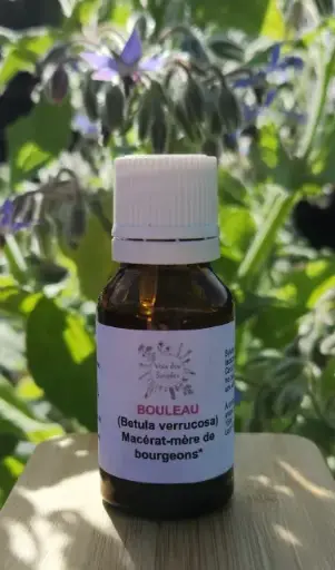 Bouleau verruqueux (Betula pendula)