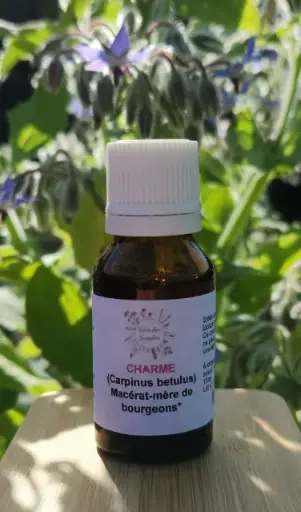 Charme (Carpinus betulus)